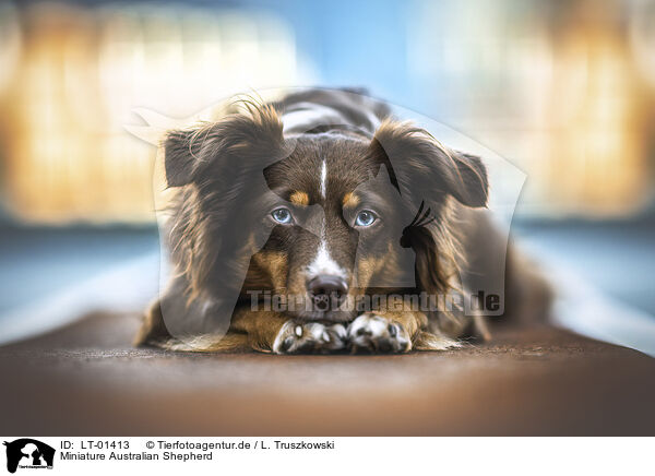 Miniature Australian Shepherd / Miniature Australian Shepherd / LT-01413