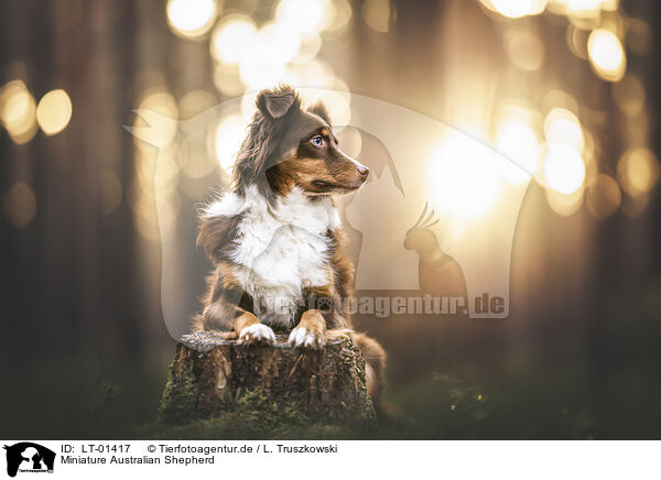 Miniature Australian Shepherd / LT-01417