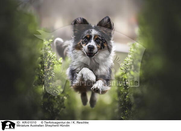 Miniature Australian Shepherd Hndin / female Miniature Australian Shepherd / KR-01010