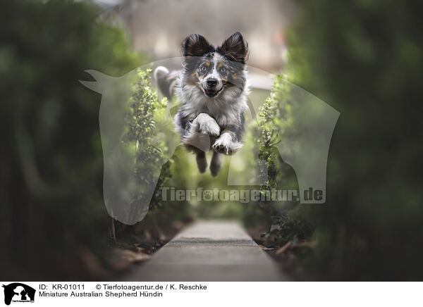 Miniature Australian Shepherd Hndin / female Miniature Australian Shepherd / KR-01011