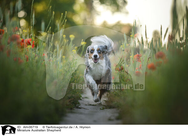 Miniature Australian Shepherd / Miniature Australian Shepherd / AH-06719