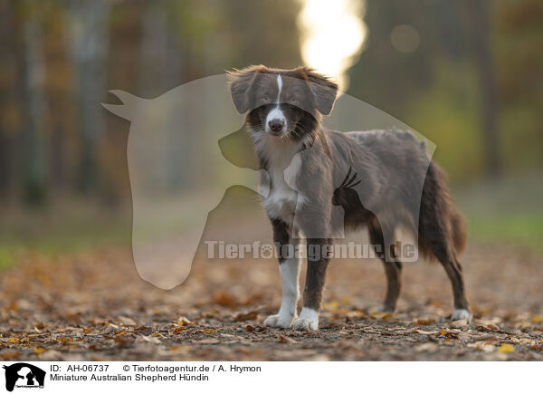 Miniature Australian Shepherd Hndin / female Miniature Australian Shepherd / AH-06737