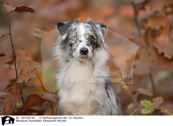 Miniature Australian Shepherd Hndin / female Miniature Australian Shepherd / AH-06740