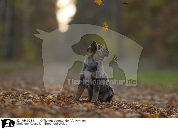 Miniature Australian Shepherd Welpe / Miniature Australian Shepherd Puppy / AH-06831