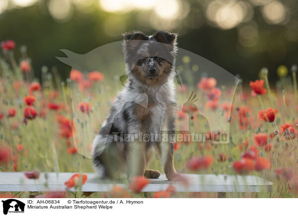 Miniature Australian Shepherd Welpe / Miniature Australian Shepherd Puppy / AH-06834