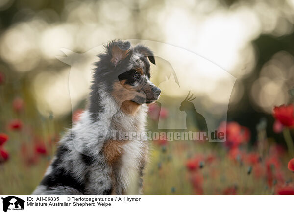 Miniature Australian Shepherd Welpe / Miniature Australian Shepherd Puppy / AH-06835