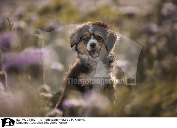 Miniature Australian Shepherd Welpe / Miniature Australian Shepherd Puppy / PK-01482