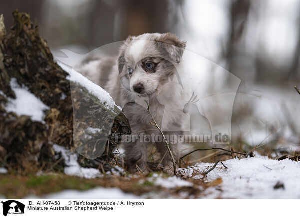 Miniature Australian Shepherd Welpe / Miniature Australian Shepherd Puppy / AH-07458