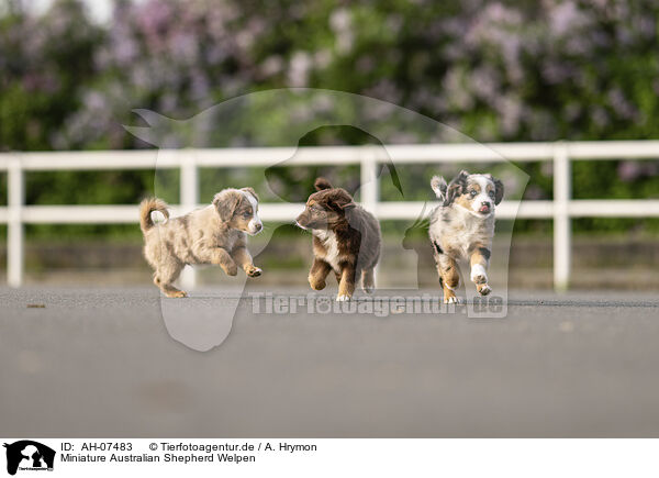 Miniature Australian Shepherd Welpen / Miniature Australian Shepherd Puppies / AH-07483