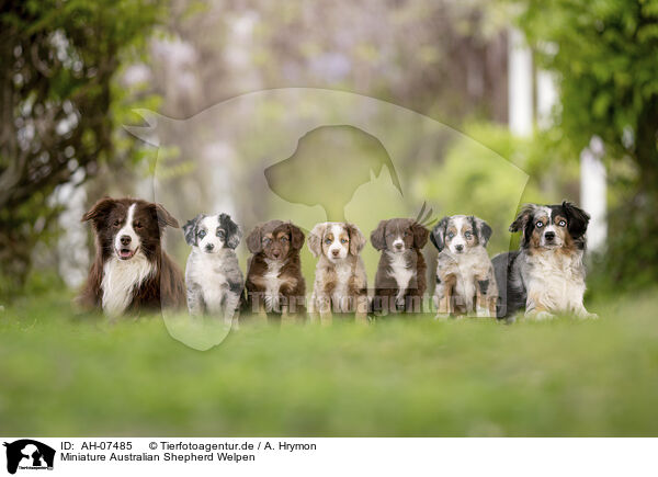 Miniature Australian Shepherd Welpen / Miniature Australian Shepherd Puppies / AH-07485