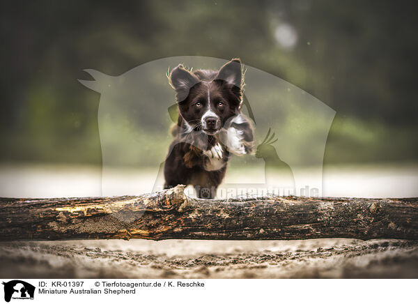 Miniature Australian Shepherd / KR-01397