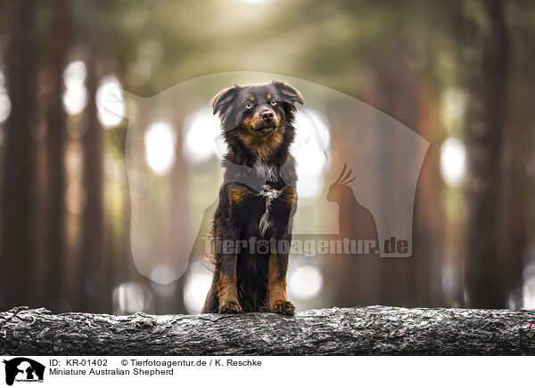 Miniature Australian Shepherd / KR-01402