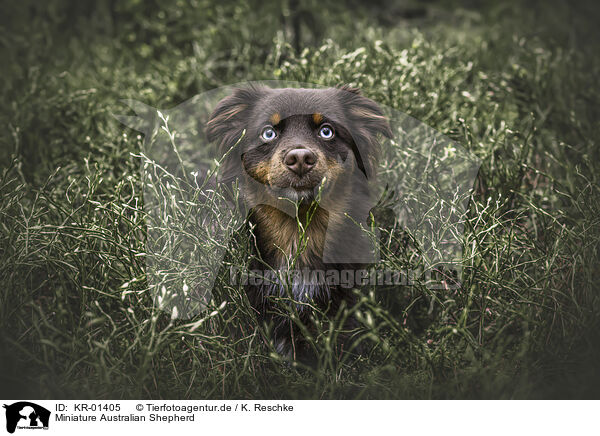 Miniature Australian Shepherd / KR-01405