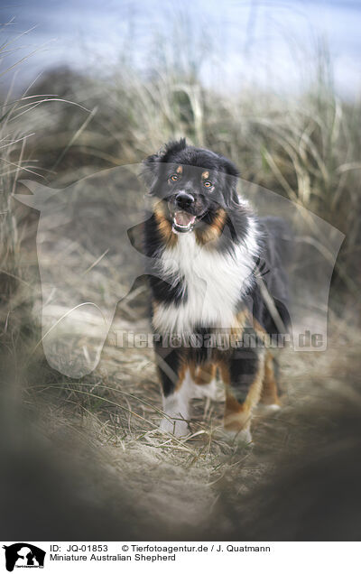 Miniature Australian Shepherd / JQ-01853