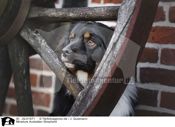 Miniature Australian Shepherd / Miniature Australian Shepherd / JQ-01971