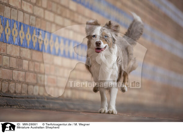 Miniature Australian Shepherd / Miniature Australian Shepherd / MW-28681