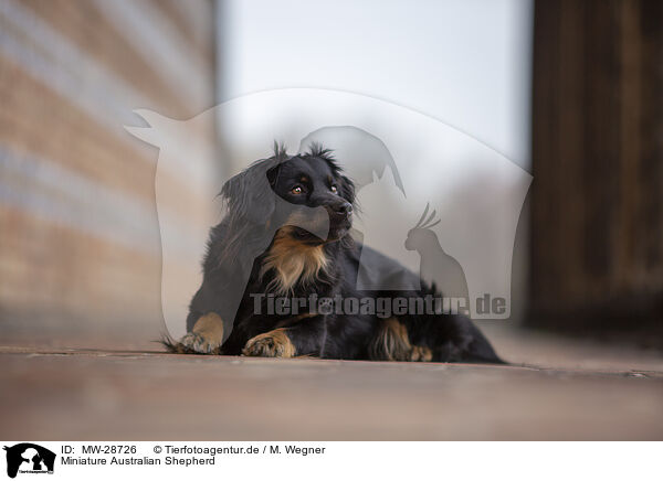 Miniature Australian Shepherd / Miniature Australian Shepherd / MW-28726