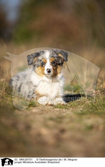 junger Miniature Australian Shepherd / young Miniature Australian Shepherd / MW-28751