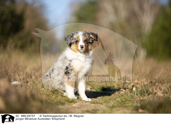 junger Miniature Australian Shepherd / young Miniature Australian Shepherd / MW-28757