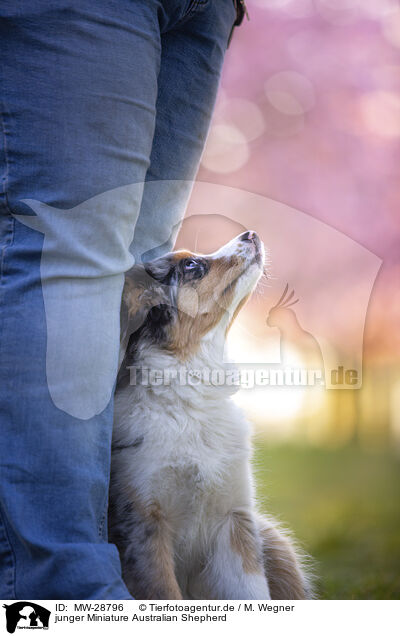 junger Miniature Australian Shepherd / young Miniature Australian Shepherd / MW-28796