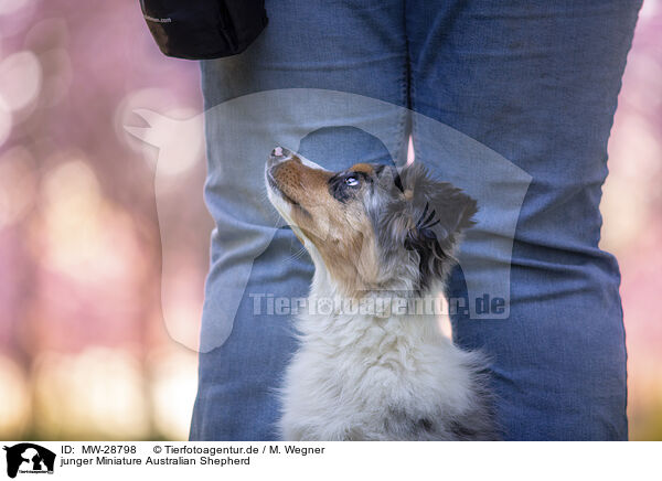 junger Miniature Australian Shepherd / young Miniature Australian Shepherd / MW-28798