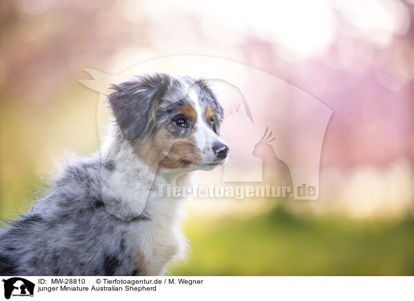 junger Miniature Australian Shepherd / young Miniature Australian Shepherd / MW-28810