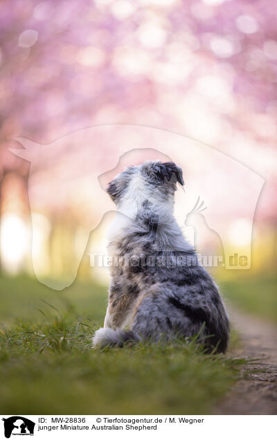 junger Miniature Australian Shepherd / young Miniature Australian Shepherd / MW-28836