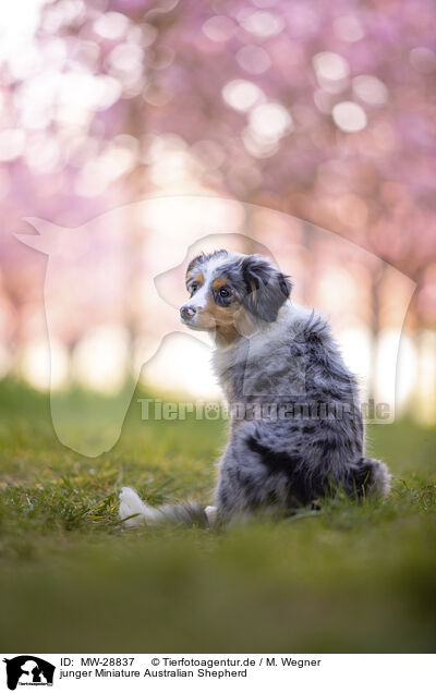 junger Miniature Australian Shepherd / young Miniature Australian Shepherd / MW-28837