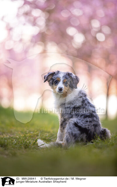 junger Miniature Australian Shepherd / young Miniature Australian Shepherd / MW-28841