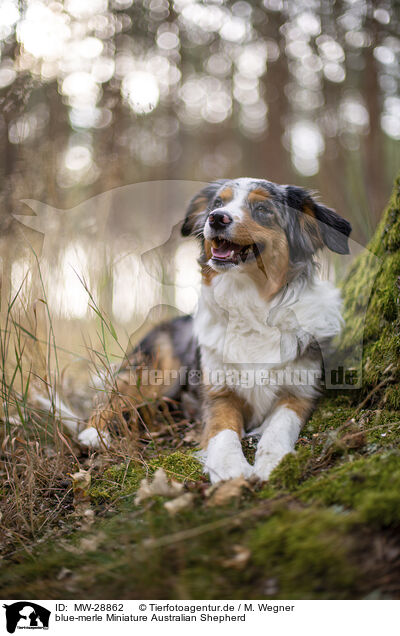 blue-merle Miniature Australian Shepherd / blue-merle Miniature Australian Shepherd / MW-28862