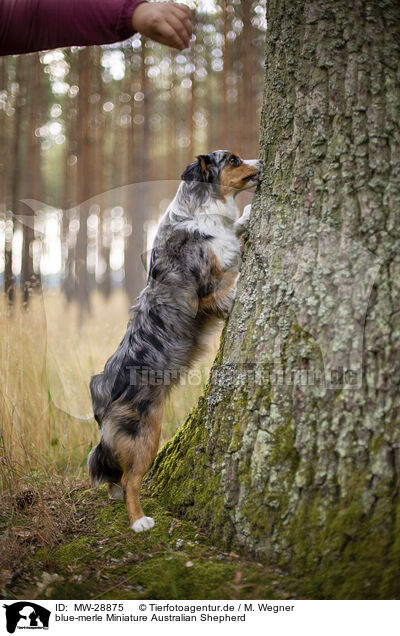 blue-merle Miniature Australian Shepherd / blue-merle Miniature Australian Shepherd / MW-28875