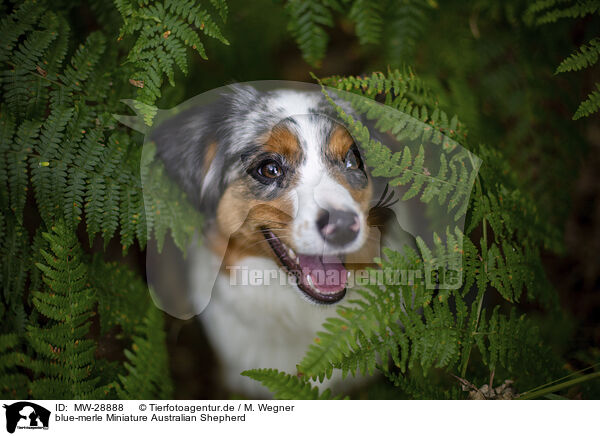 blue-merle Miniature Australian Shepherd / blue-merle Miniature Australian Shepherd / MW-28888