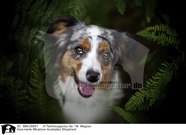 blue-merle Miniature Australian Shepherd / blue-merle Miniature Australian Shepherd / MW-28891