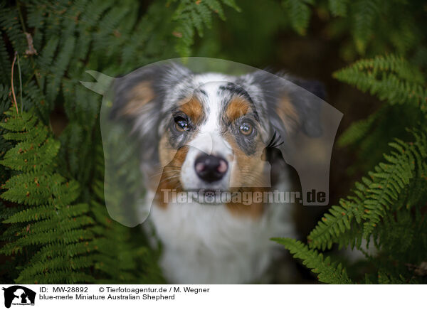 blue-merle Miniature Australian Shepherd / blue-merle Miniature Australian Shepherd / MW-28892