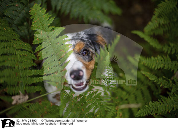 blue-merle Miniature Australian Shepherd / blue-merle Miniature Australian Shepherd / MW-28893