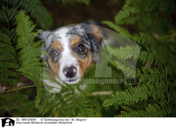 blue-merle Miniature Australian Shepherd / blue-merle Miniature Australian Shepherd / MW-28894