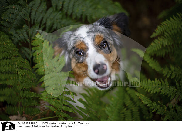 blue-merle Miniature Australian Shepherd / blue-merle Miniature Australian Shepherd / MW-28895