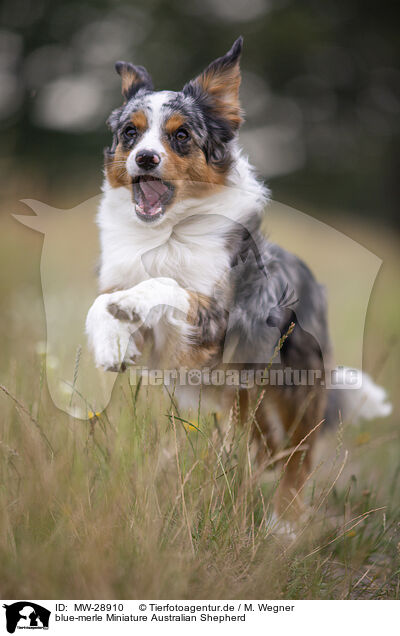 blue-merle Miniature Australian Shepherd / blue-merle Miniature Australian Shepherd / MW-28910