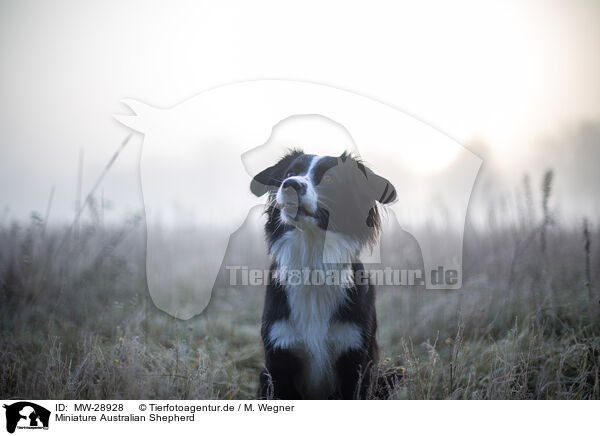 Miniature Australian Shepherd / Miniature Australian Shepherd / MW-28928