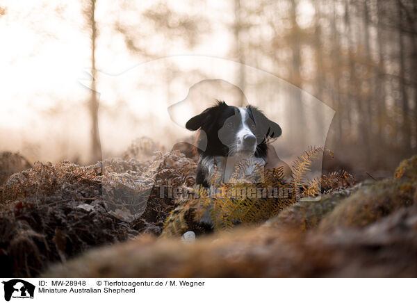 Miniature Australian Shepherd / Miniature Australian Shepherd / MW-28948