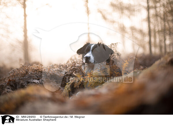 Miniature Australian Shepherd / Miniature Australian Shepherd / MW-28950