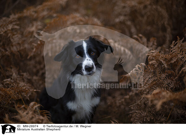 Miniature Australian Shepherd / Miniature Australian Shepherd / MW-28974