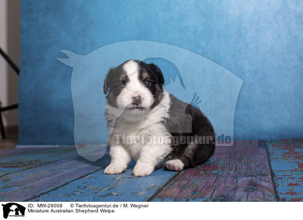 Miniature Australian Shepherd Welpe / Miniature Australian Shepherd puppy / MW-29008