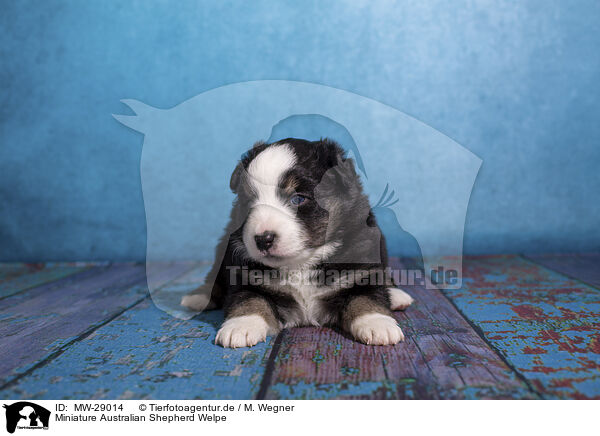 Miniature Australian Shepherd Welpe / Miniature Australian Shepherd puppy / MW-29014