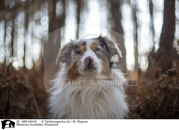 Miniature Australian Shepherd / Miniature Australian Shepherd / MW-29030