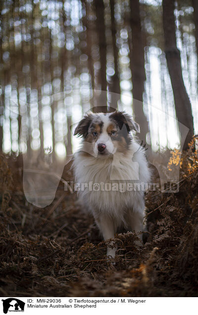 Miniature Australian Shepherd / Miniature Australian Shepherd / MW-29036