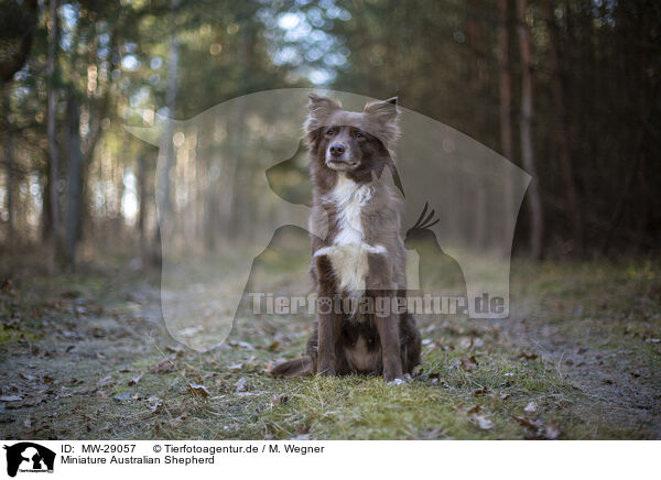 Miniature Australian Shepherd / Miniature Australian Shepherd / MW-29057