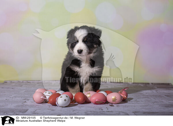 Miniature Australian Shepherd Welpe / Miniature Australian Shepherd Puppy / MW-29105