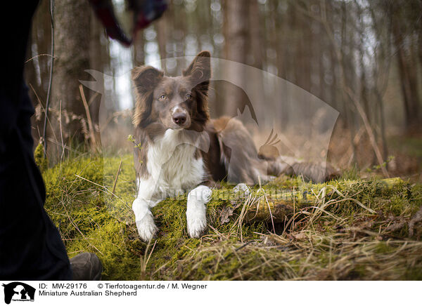 Miniature Australian Shepherd / Miniature Australian Shepherd / MW-29176