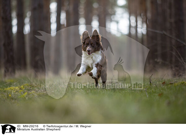 Miniature Australian Shepherd / Miniature Australian Shepherd / MW-29216